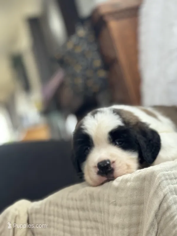 Gizmo  – Saint Bernard puppy for sale in Ionia, IA