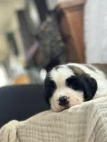 Gizmo , a male Saint Bernard for sale in Ionia, IA – Photo 1 of 10