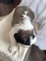 Gizmo , a male Saint Bernard for sale in Ionia, IA – Photo 9 of 10