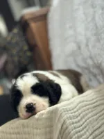 Gizmo , a male Saint Bernard for sale in Ionia, IA – Photo 5 of 10