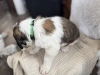 Gizmo , a male Saint Bernard for sale in Ionia, IA – Photo 10 of 10