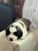 Gizmo , a male Saint Bernard for sale in Ionia, IA – Photo 4 of 10