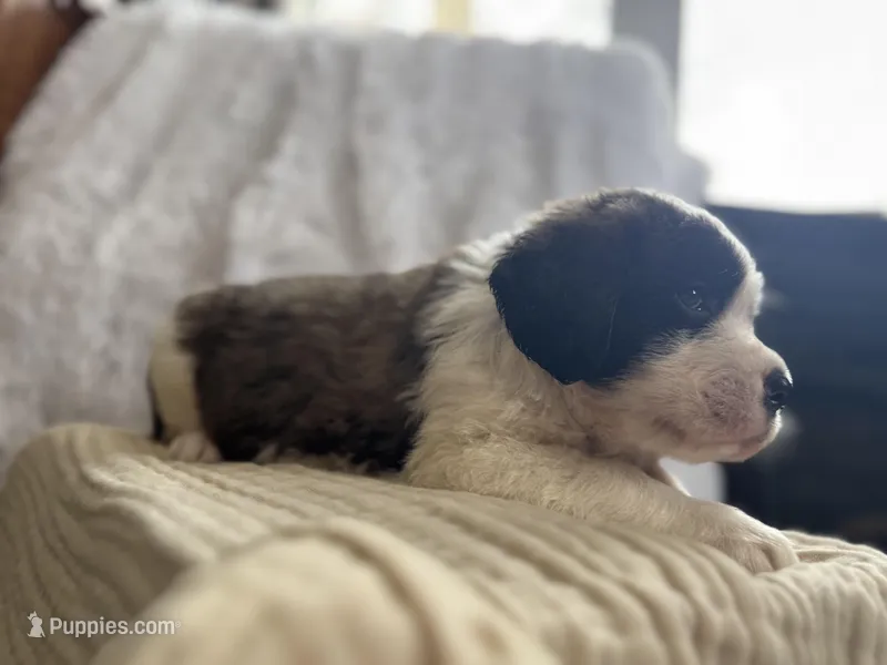 Gizmo  – Saint Bernard puppy for sale in Ionia, IA