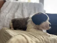 Gizmo , a male Saint Bernard for sale in Ionia, IA – Photo 8 of 10