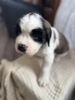 Gizmo , a male Saint Bernard for sale in Ionia, IA – Photo 7 of 10