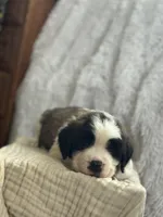 Gizmo , a male Saint Bernard for sale in Ionia, IA – Photo 2 of 10