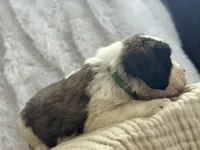 Gizmo , a male Saint Bernard for sale in Ionia, IA – Photo 6 of 10