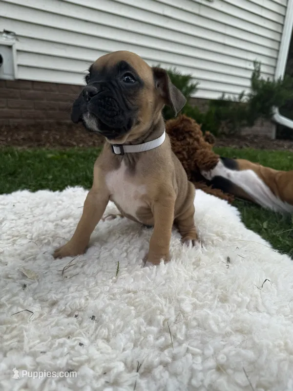 Rover – Boxer puppy for sale in Ionia, IA