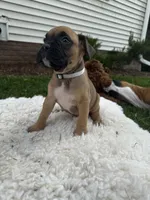 Rover, a male Boxer for sale in Ionia, IA – 1 of 10