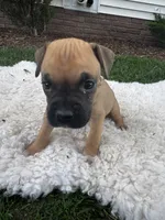 Fudge , a male Boxer for sale in Ionia, IA – 4 of 8
