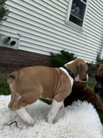 Oreo, a male Boxer for sale in Ionia, IA – 8 of 10