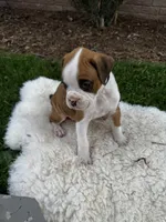 Oreo, a male Boxer for sale in Ionia, IA – 1 of 10