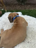 Brownie , a male Boxer for sale in Ionia, IA – 4 of 7