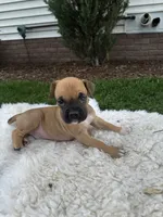 Fudge , a male Boxer for sale in Ionia, IA – 3 of 8