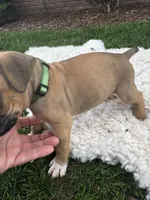 Fudge , a male Boxer for sale in Ionia, IA – 5 of 8