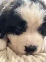 Daisy, a female Saint Bernard for sale in Ionia, IA – Photo 6 of 6