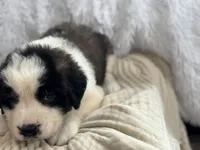 Daisy, a female Saint Bernard for sale in Ionia, IA – Photo 4 of 6