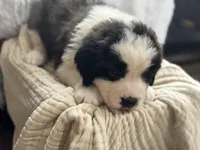 Daisy, a female Saint Bernard for sale in Ionia, IA – Photo 2 of 6