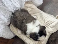 Daisy, a female Saint Bernard for sale in Ionia, IA – Photo 3 of 6