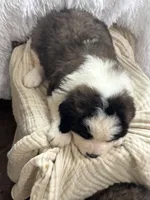 Daisy, a female Saint Bernard for sale in Ionia, IA – Photo 5 of 6