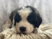 Daisy, a female Saint Bernard for sale in Ionia, IA – Photo 1 of 6