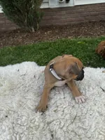 Rover, a male Boxer for sale in Ionia, IA – 5 of 10