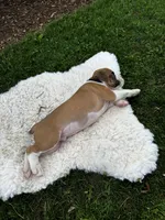 Oreo, a male Boxer for sale in Ionia, IA – 5 of 10