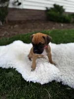 Cookie, a female Boxer for sale in Ionia, IA – 3 of 9