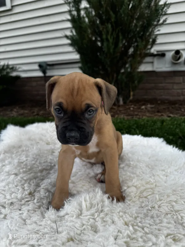 Cookie – Boxer puppy for sale in Ionia, IA