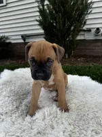 Cookie, a female Boxer for sale in Ionia, IA – 1 of 9