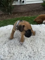 Rover, a male Boxer for sale in Ionia, IA – 8 of 10
