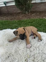 Rover, a male Boxer for sale in Ionia, IA – 4 of 10