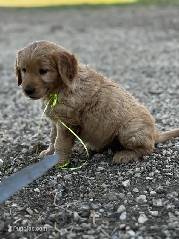 Greenish yellow ribbon  – Golden Retriever puppy on hold in Ionia, IA