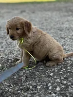 Greenish yellow ribbon , a female Golden Retriever for sale in Ionia, IA – 1 of 7