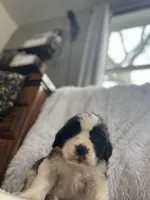 Vilot , a female Saint Bernard for sale in Ionia, IA – Photo 4 of 9