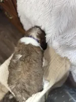 Vilot , a female Saint Bernard for sale in Ionia, IA – Photo 7 of 9