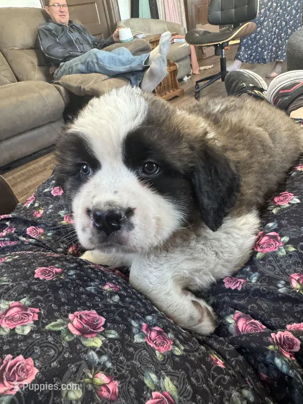 Vilot  – Saint Bernard puppy for sale in Ionia, IA