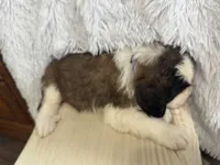 Vilot , a female Saint Bernard for sale in Ionia, IA – Photo 2 of 9