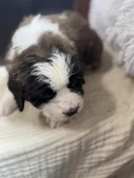 Vilot , a female Saint Bernard for sale in Ionia, IA – Photo 6 of 9