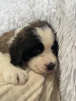 Vilot , a female Saint Bernard for sale in Ionia, IA – Photo 9 of 9