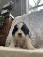 Vilot , a female Saint Bernard for sale in Ionia, IA – Photo 5 of 9