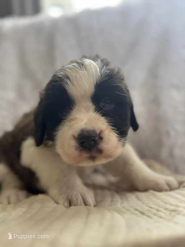 Vilot  – Saint Bernard puppy for sale in Ionia, IA