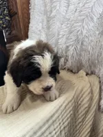 Vilot , a female Saint Bernard for sale in Ionia, IA – Photo 8 of 9