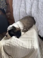 Oreo, a male Saint Bernard for sale in Ionia, IA – Photo 5 of 9