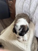 Oreo, a male Saint Bernard for sale in Ionia, IA – Photo 6 of 9