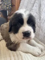 Oreo, a male Saint Bernard for sale in Ionia, IA – Photo 8 of 9