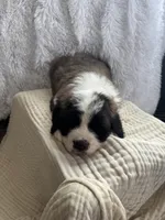 Oreo, a male Saint Bernard for sale in Ionia, IA – Photo 9 of 9