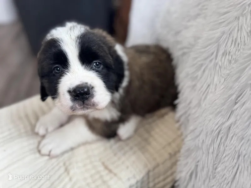Oreo – Saint Bernard puppy for sale in Ionia, IA
