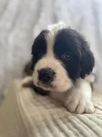 Oreo, a male Saint Bernard for sale in Ionia, IA – Photo 3 of 9