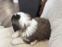 Oreo, a male Saint Bernard for sale in Ionia, IA – Photo 4 of 9